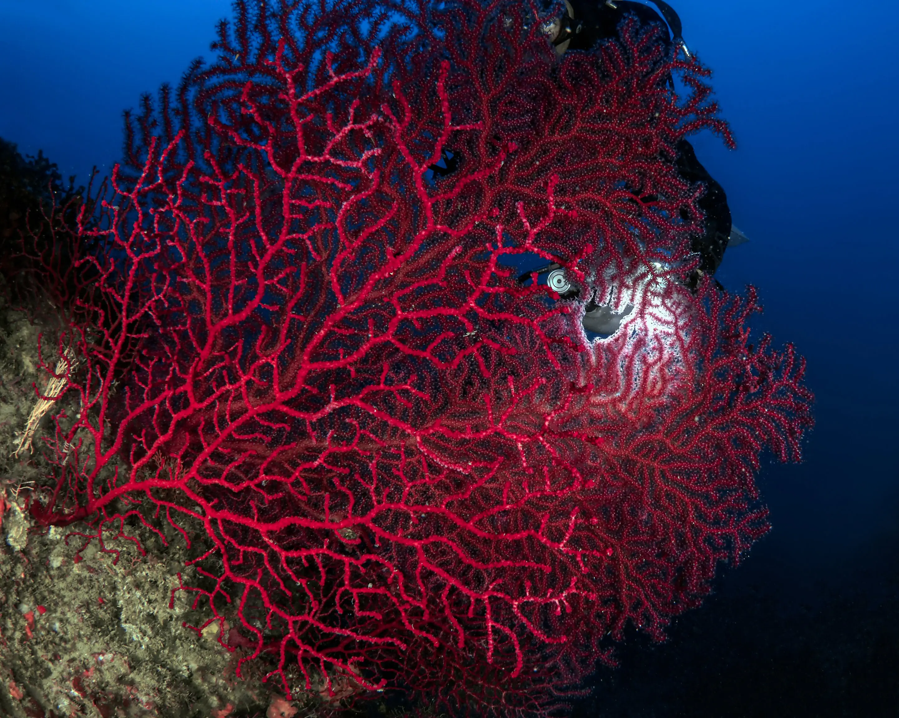 Gorgonia con subacqueo